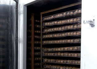 罗汉果烘干机--罗汉果烘干工艺