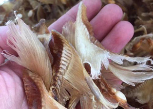 鱼翅烘干机设备