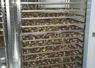 羊肚菌烘干工艺