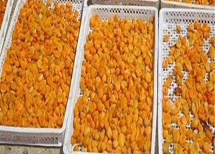 杏子烘干工艺