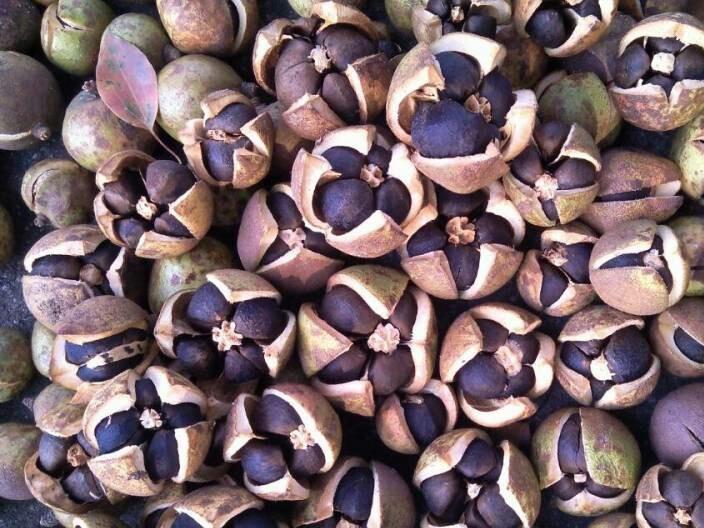油茶籽空气能烘干机——油茶籽烘干工艺