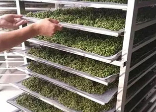 花椒烘干机在运行中突然停机该怎么办